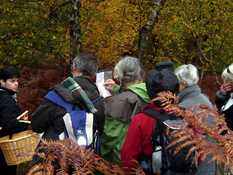 Champignons Le Mesle 10